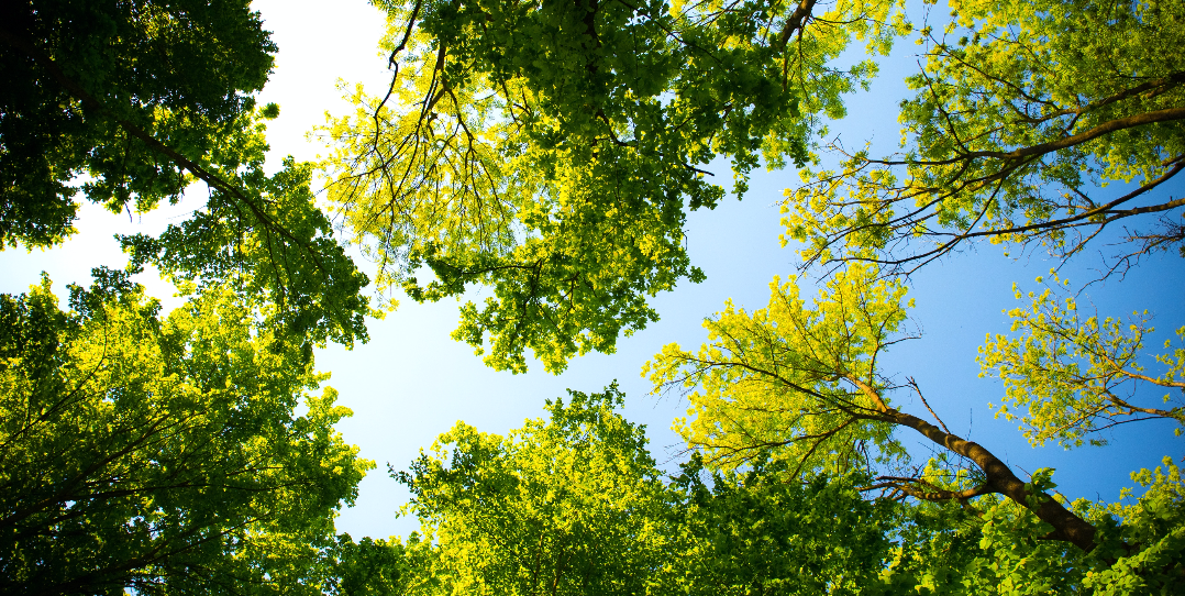 Los bosques que has de beber